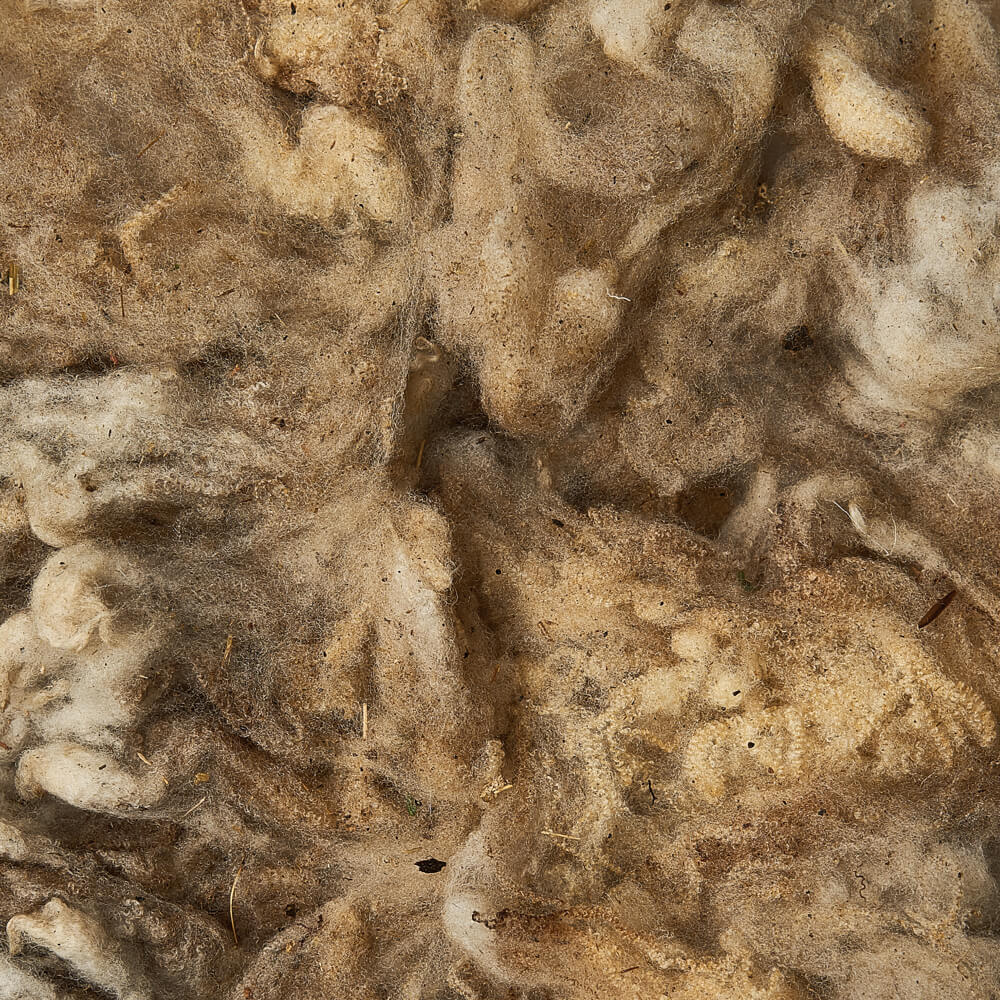 Greasy wool fiber